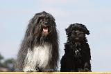 PETIT CHIEN LION 154